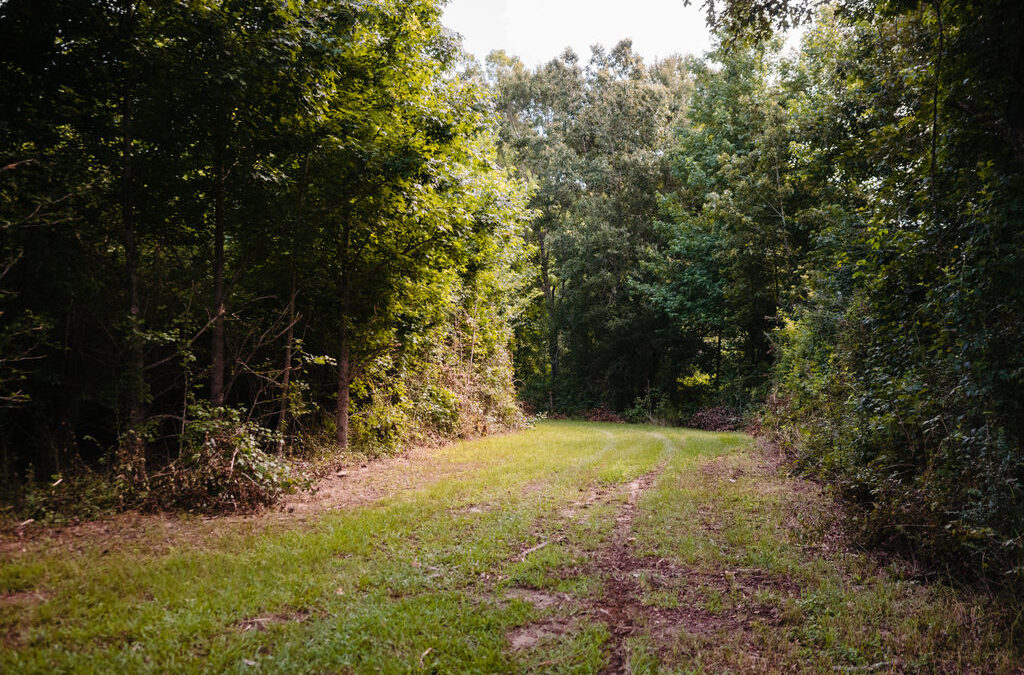 Grassy hunting camp trail through thick South Louisiana woods
