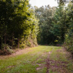 Grassy hunting camp trail through thick South Louisiana woods